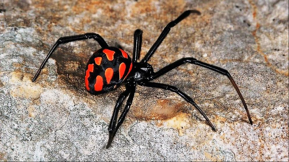 ¿Cuantas arañas viven en nuestro país? La lista de especies sigue creciendo