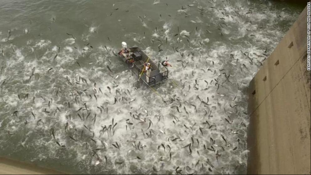 Descargas eléctricas para abordar la invasión de la carpa asiática
