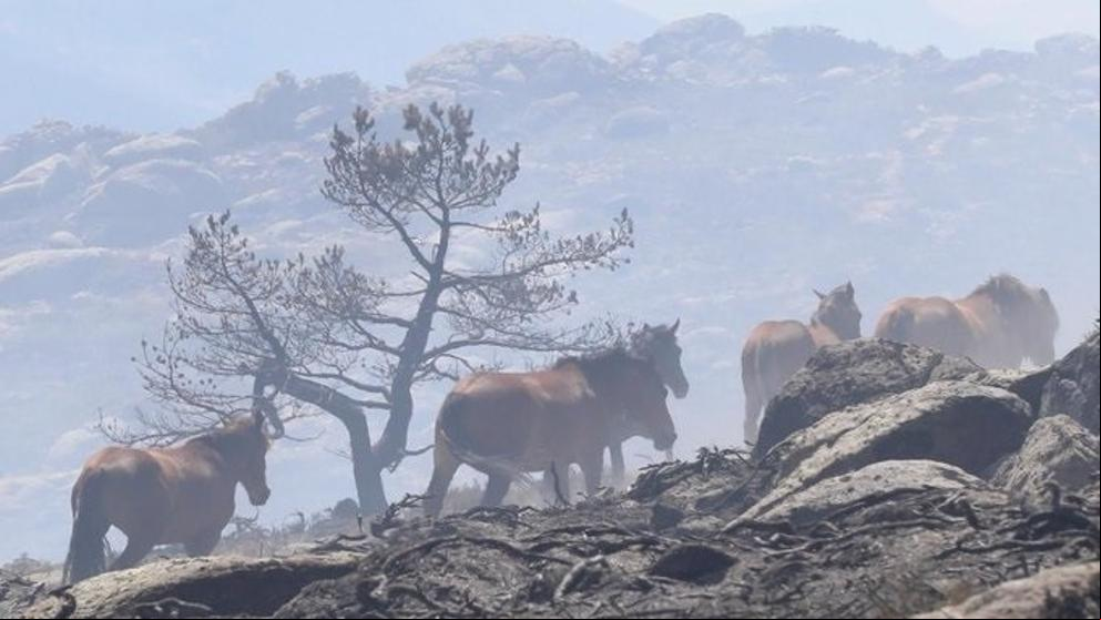 La pericia de un piloto bombero salvó a 27 caballos del incendio de La Granja