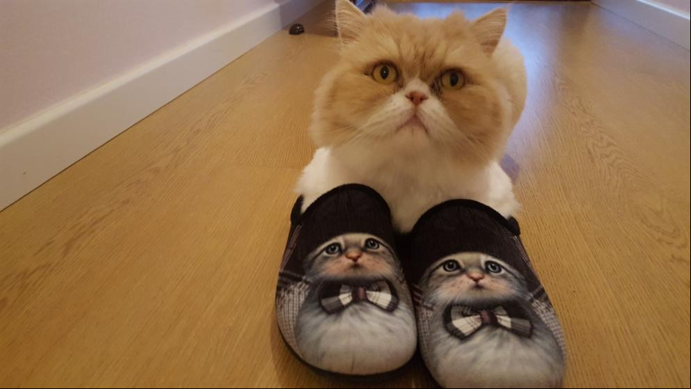 Borja, el gato con zapatillas