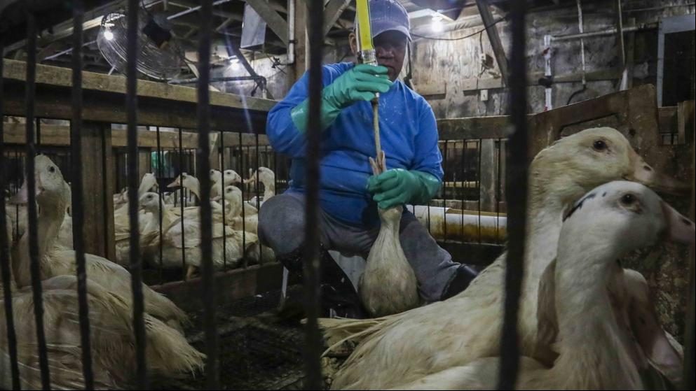 Nueva York, ¿la ciudad más avanzada del mundo en protección animal?