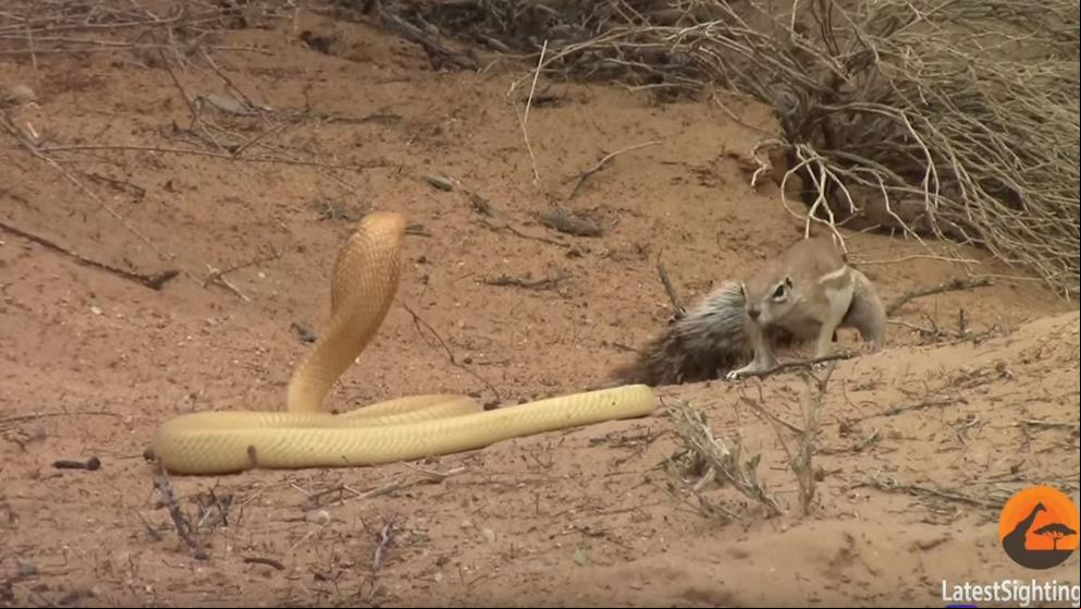 El épico enfrentamiento entre una ardilla y una serpiente venenosa