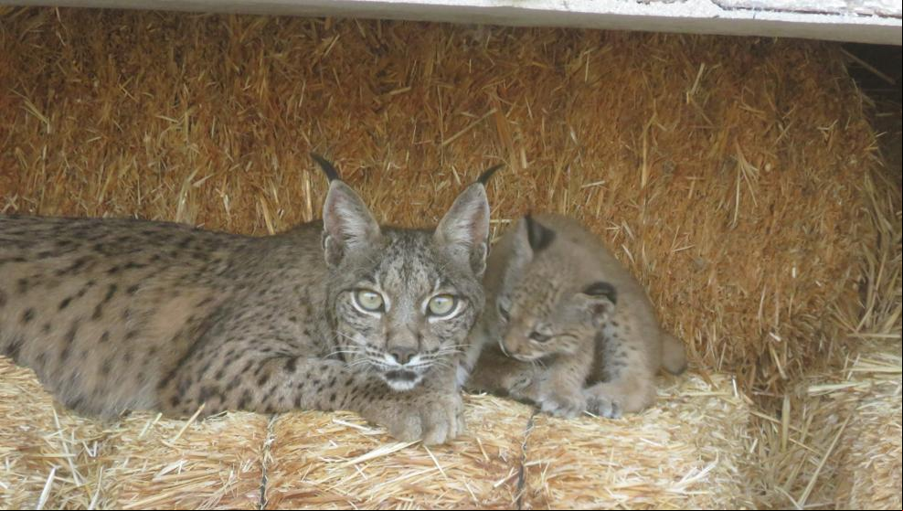 La población del lince ibérico alcanza los 800 ejemplares