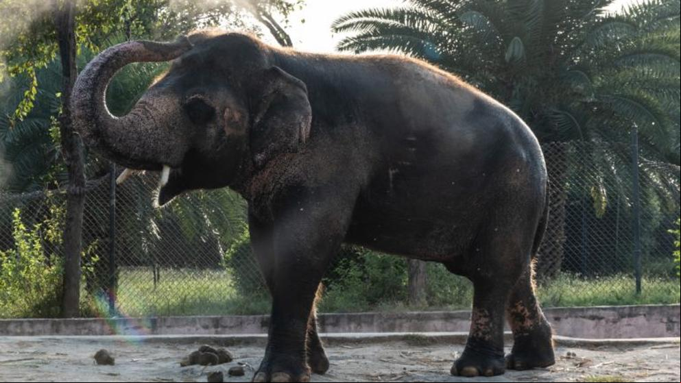 Musicoterapia para animar a un elefante solitario a trasladarse a un santuario