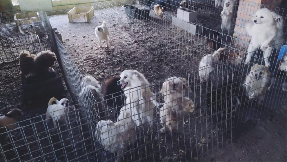 Detenido por tener un criadero ilegal de perros y cortarles las cuerdas vocales